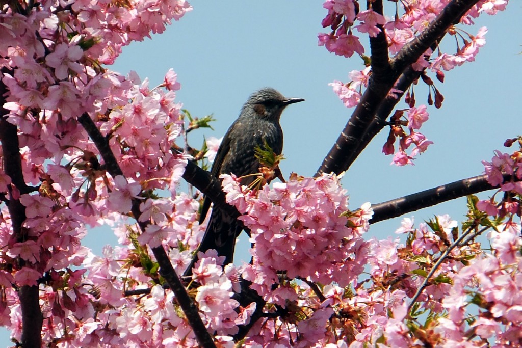 河津桜1